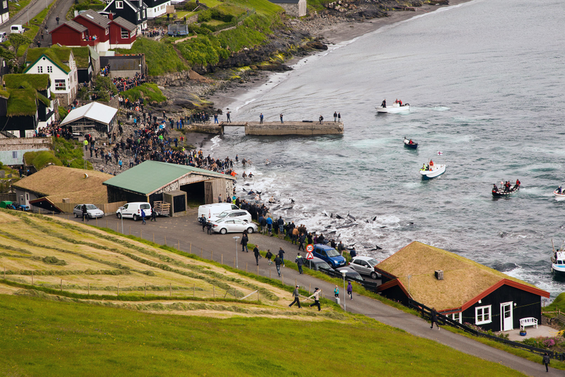 A pod being forced to beach at Bøur, July 2015. Photo credit: Eliza Muirhead / Sea Shepherd Global